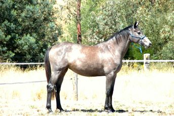 Cassaia