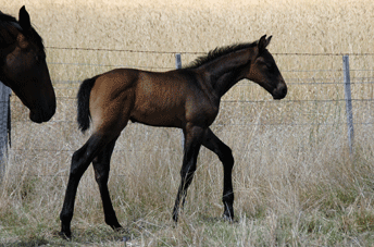 Colman-Cooperit-colt