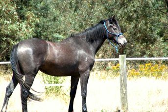 Corangie-2
