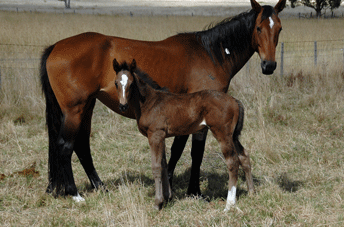 Diarado-Quinar-colt