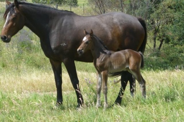 For-Fashion-Diarado-Colt-For-Sale-e1384564172964
