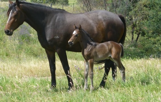 For-Fashion-Diarado-Colt-For-Sale-e1384564172964