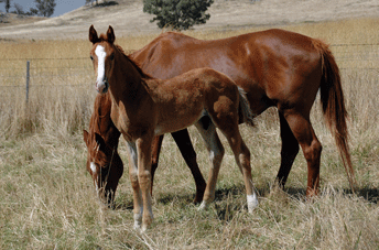 Furst-Rom-foal