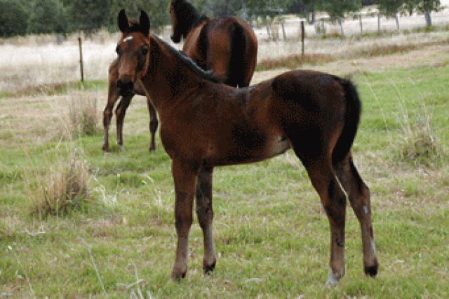 Stolzenberg-Columbine-colt1