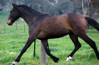 quintango1
