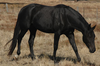 sandrolil1