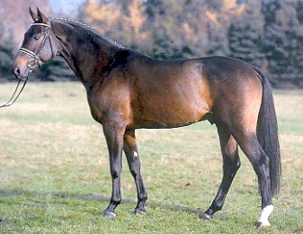 stolzenbergd