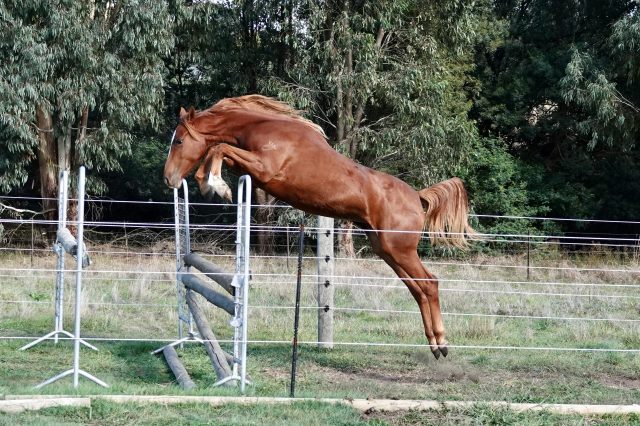 Tulara 18mth fillies - 6
