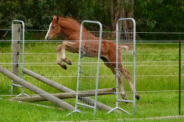 foalstoday - 1
