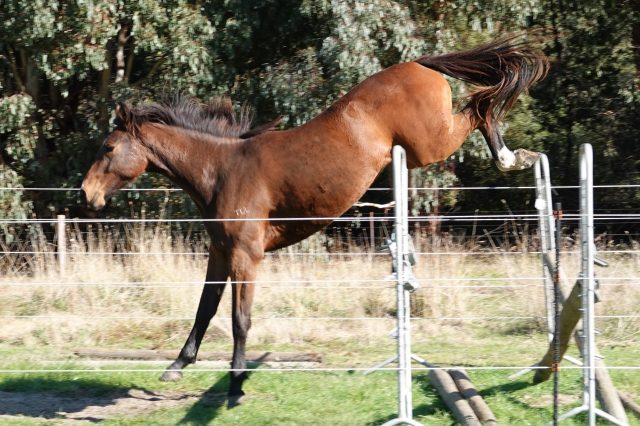 Yearling fillies - 11