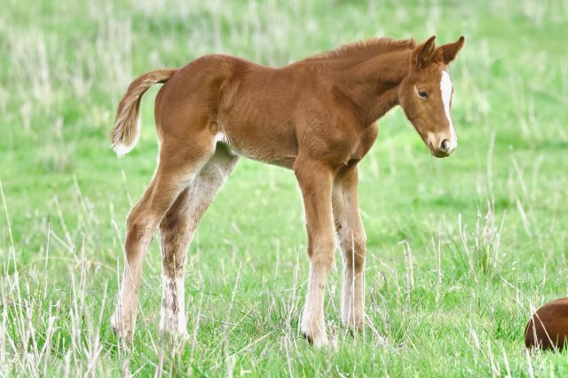 foals - 2