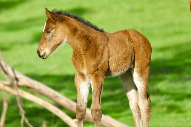 foals - 5