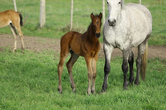 foals - 7