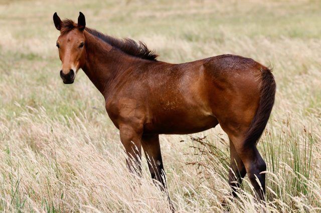 Pegasine - 1
