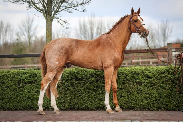 anna-februari-20201-2